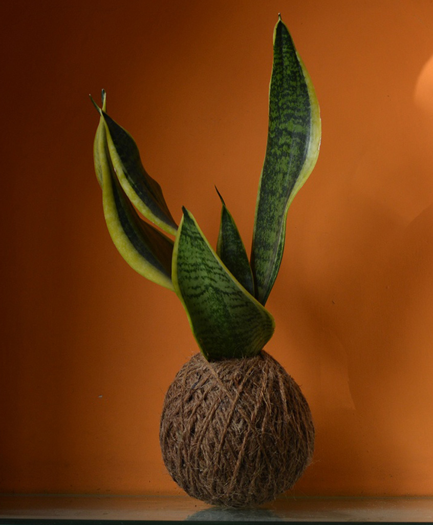 myBageecha Kokedama Moss Ball - Sansevieria "Futura Superba"-image-31