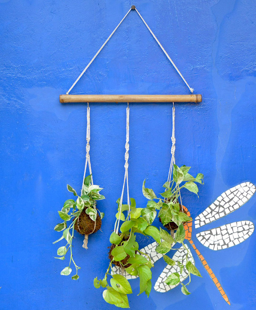 myBageecha Set of 3 Hanging Kokedama Pothos with Bamboo Stand-image-36