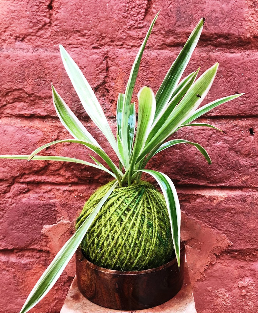 myBageecha Kokedama Moss Ball - Chlorophytum Comosum-picture-34