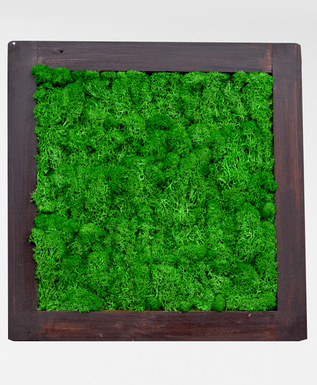 mybageecha Dark Green Preserved Moss Frame with Dark Wood-image-23