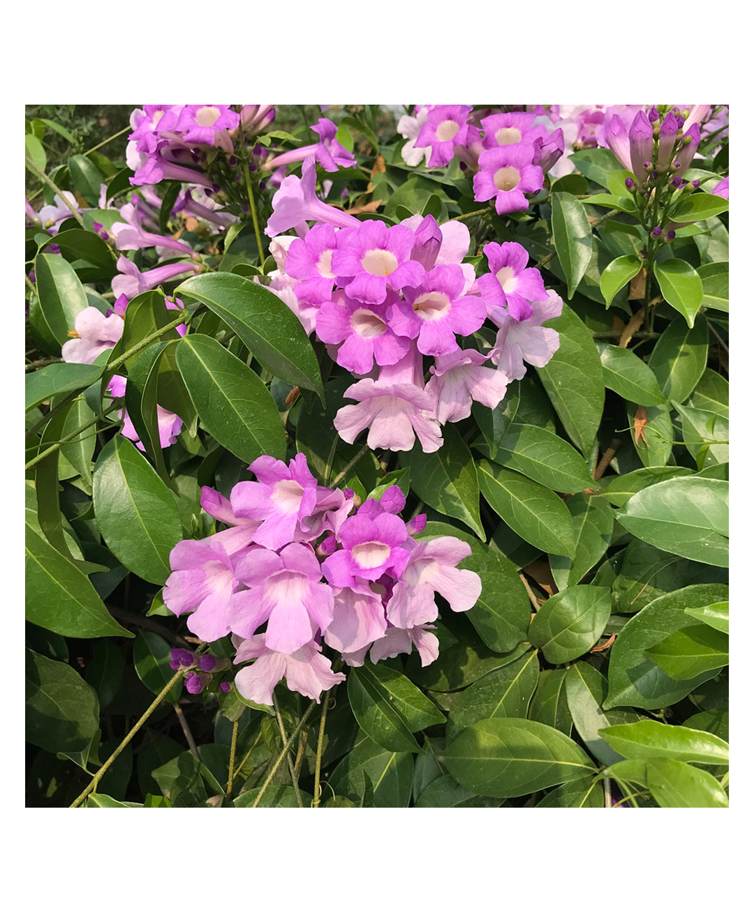 myBageecha Garlic Vine Plant-image-46
