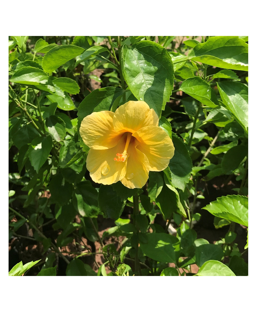 myBageecha Hibiscus Yellow Fellow Plant-image-48
