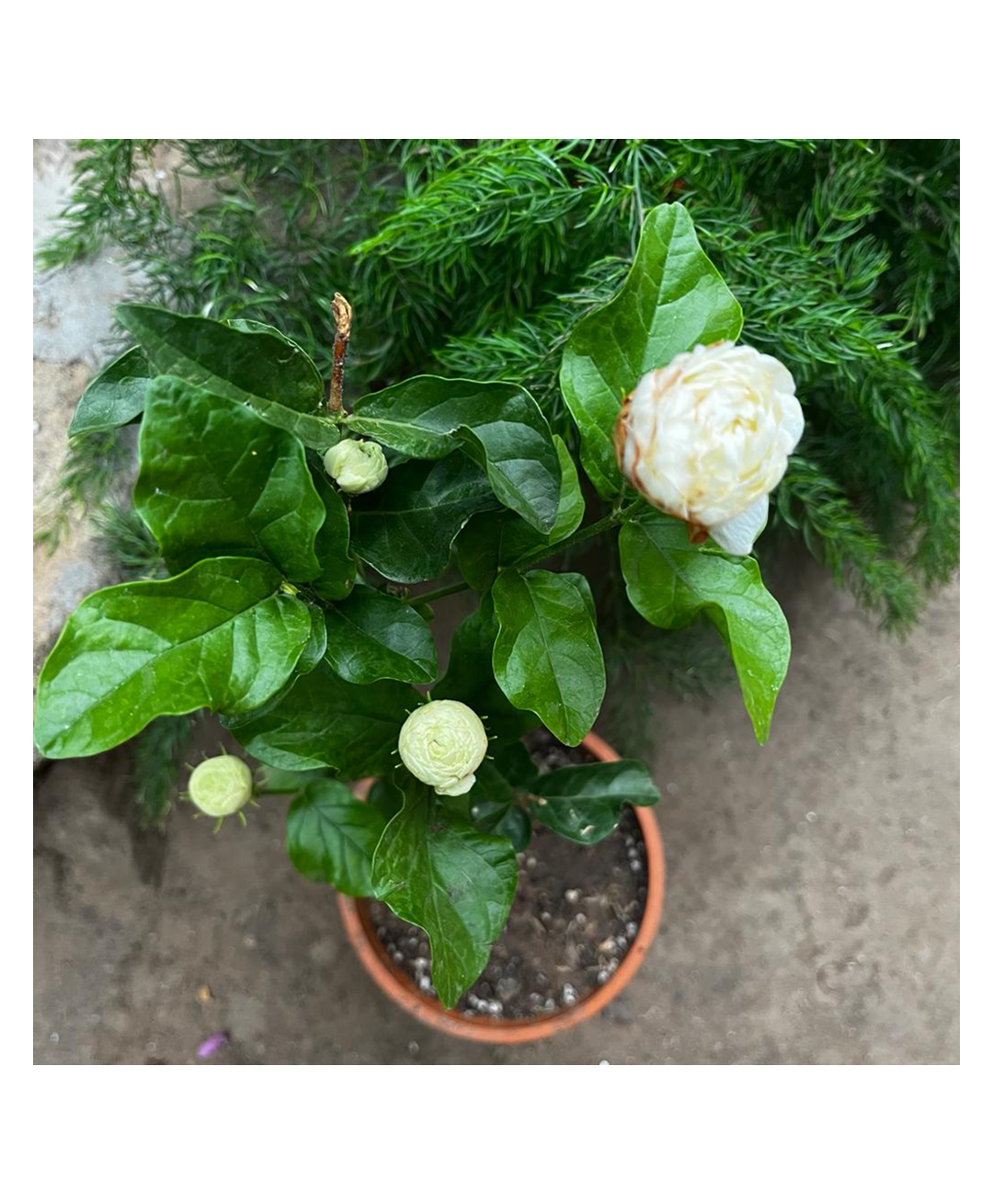myBageecha Butt Mogra-picture-28