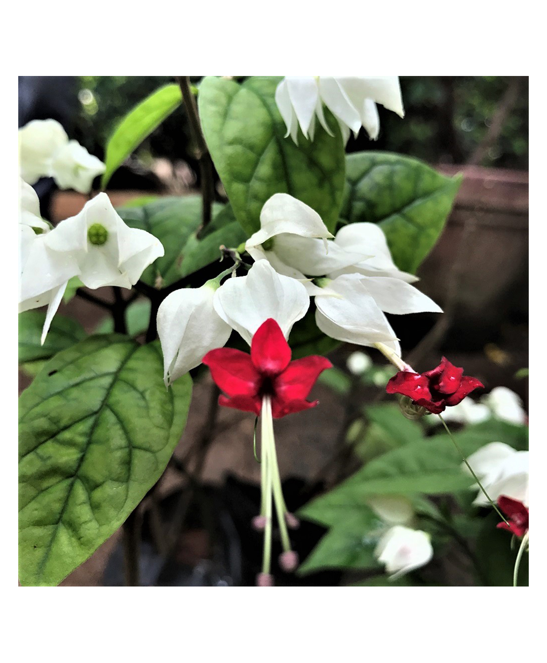 myBageecha Bleeding Heart Vine Plant-picture-10