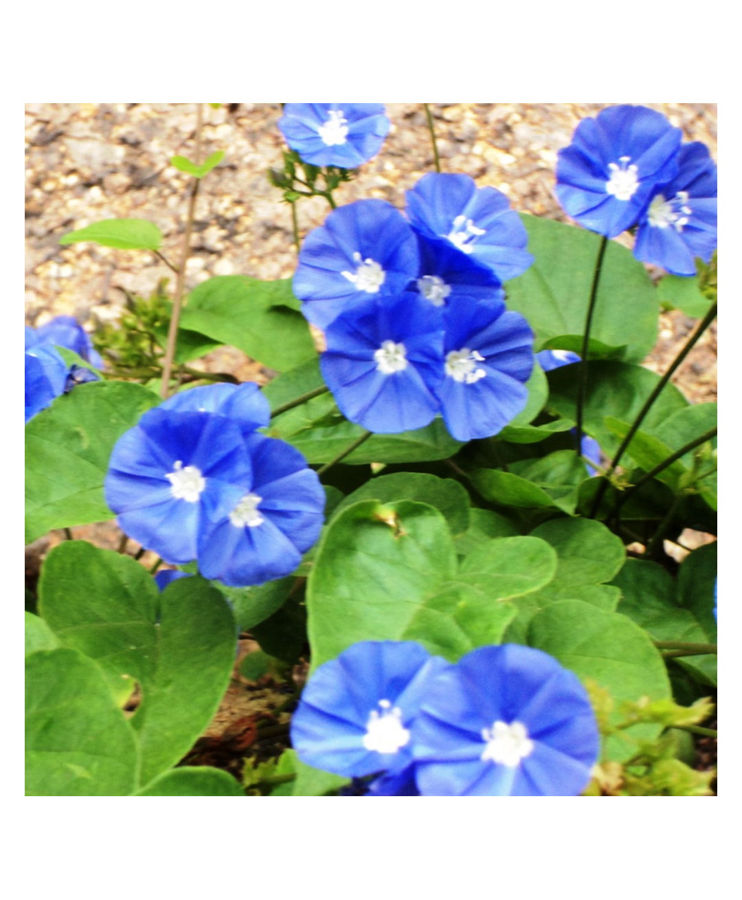 myBageecha Sky Blue Cluster Vine Plant-image-8