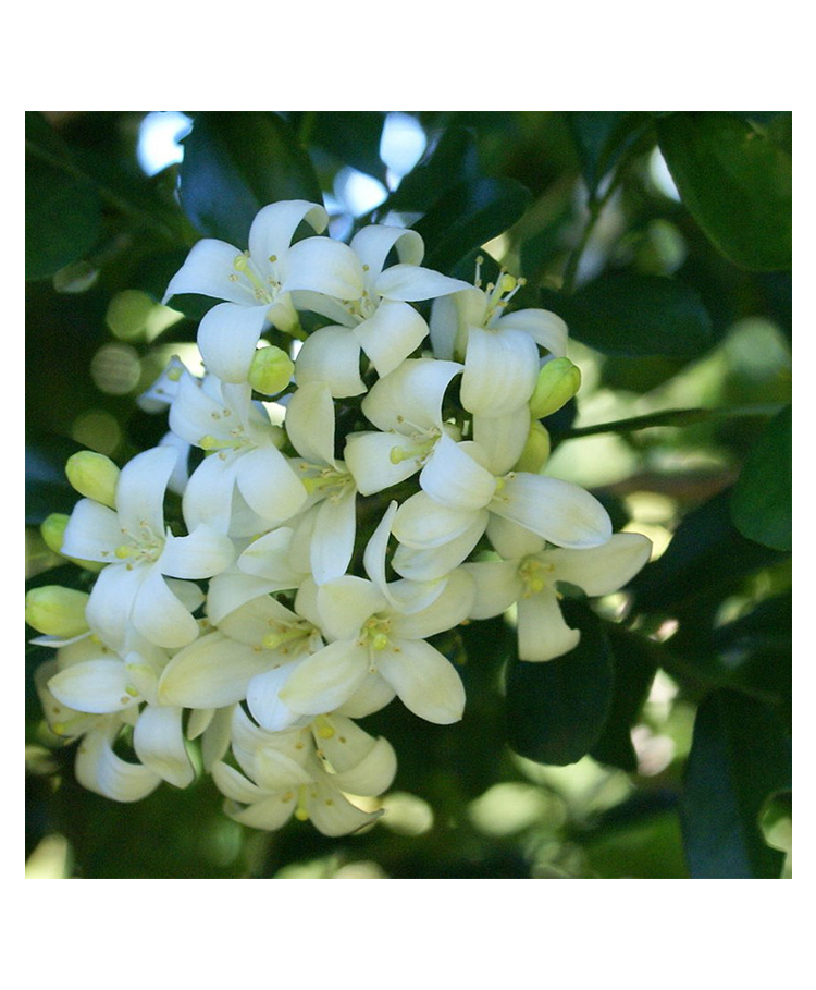 myBageecha Kamini Murraya Paniculata Plant-picture-25