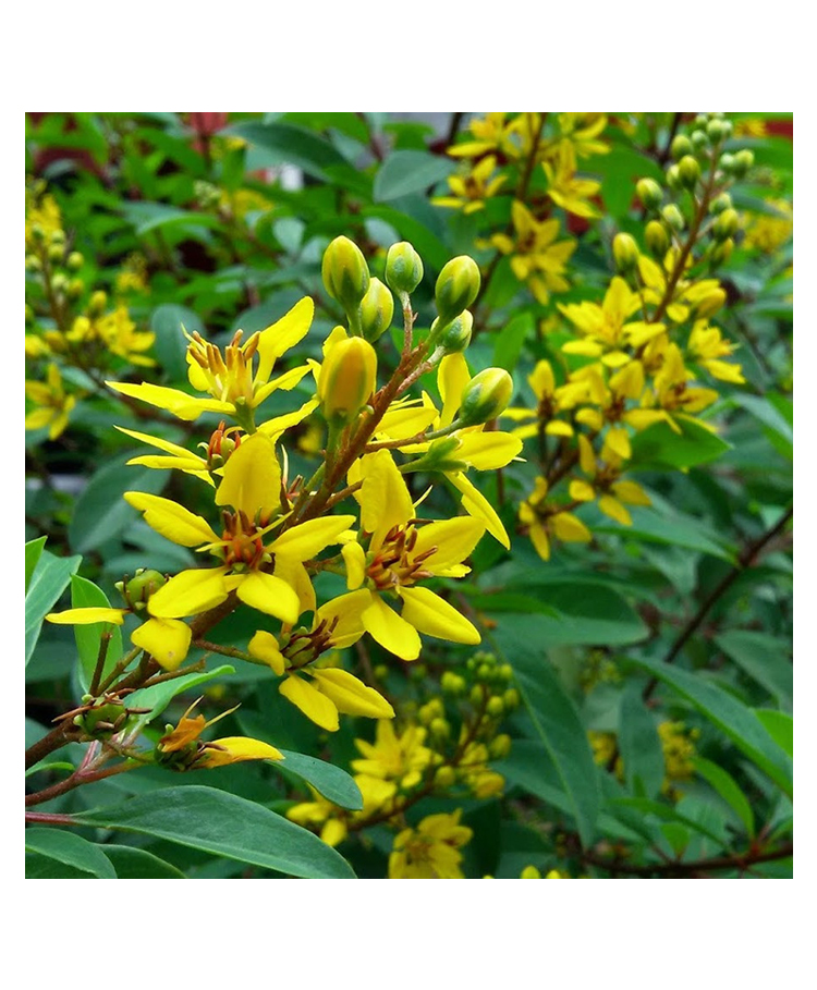 myBageecha Thryallis Golden Shower Plant-picture-18
