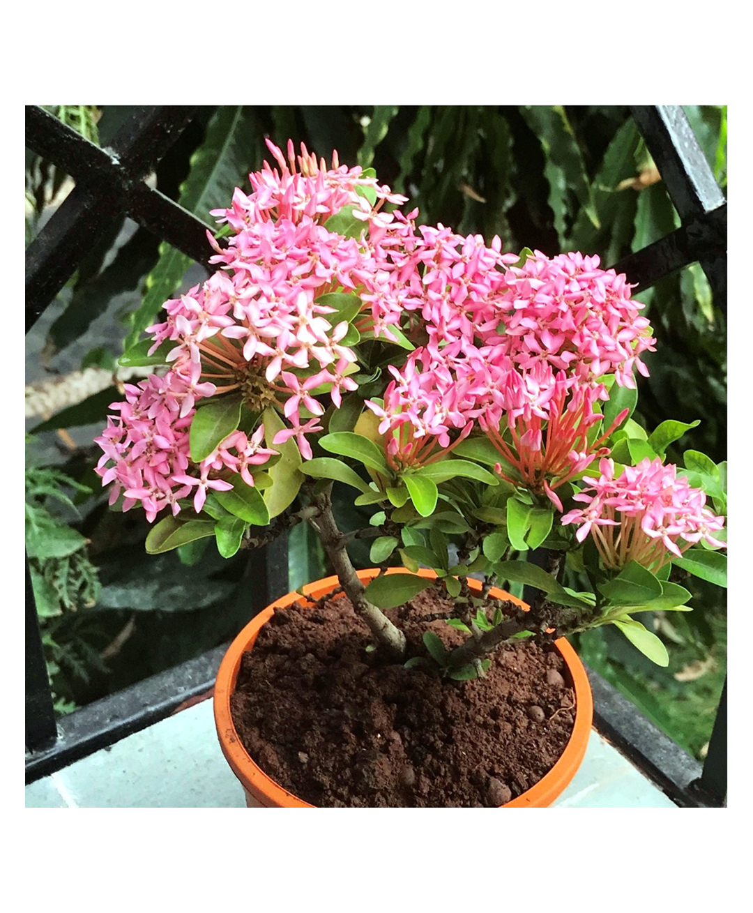 myBageecha Dwarf Pink Ixora Plant-picture-21
