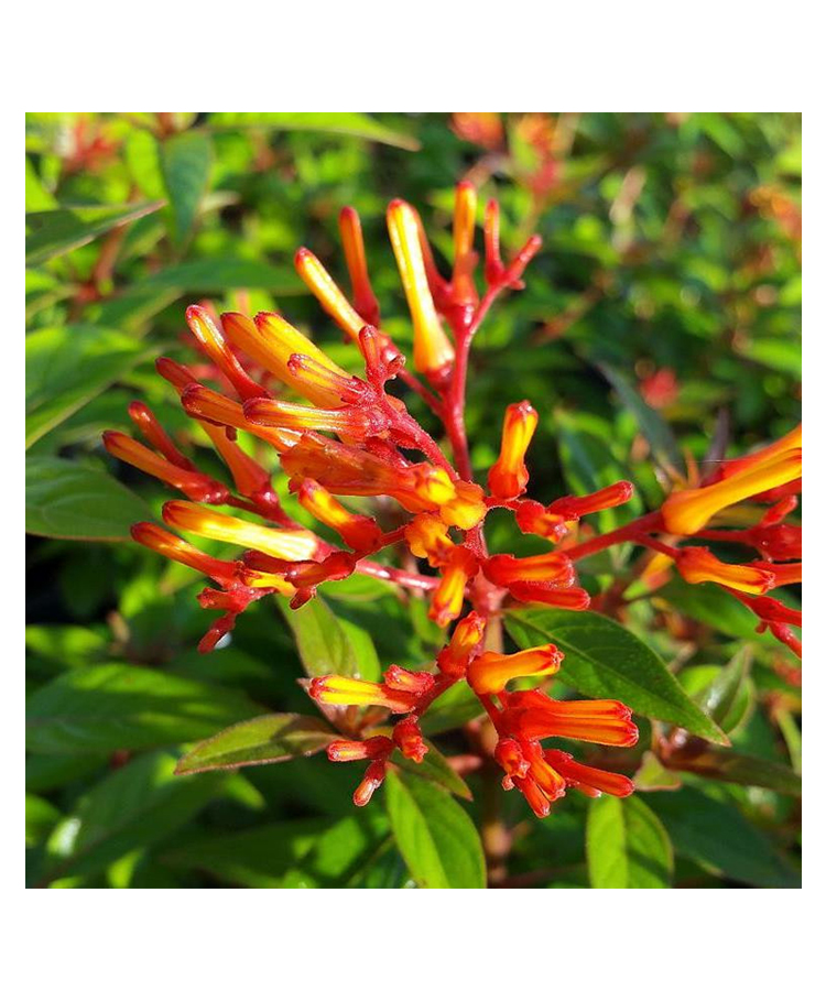 myBageecha Dwarf Mexican Firebush Plant-picture-14