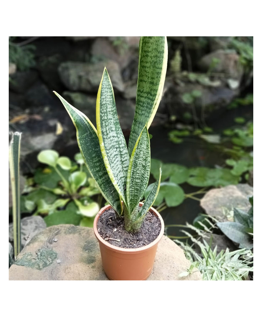myBageecha Sansevieria Trifasciata Laurentii Snake Plant-picture-15