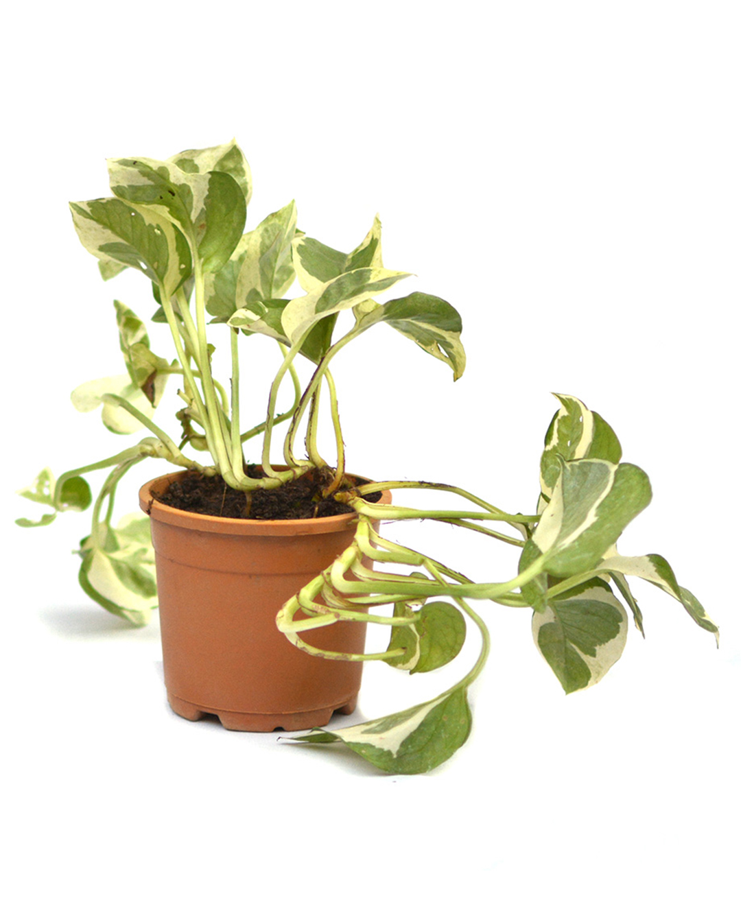 myBageecha Pothos Pearls and Jade Money Plant-picture-27
