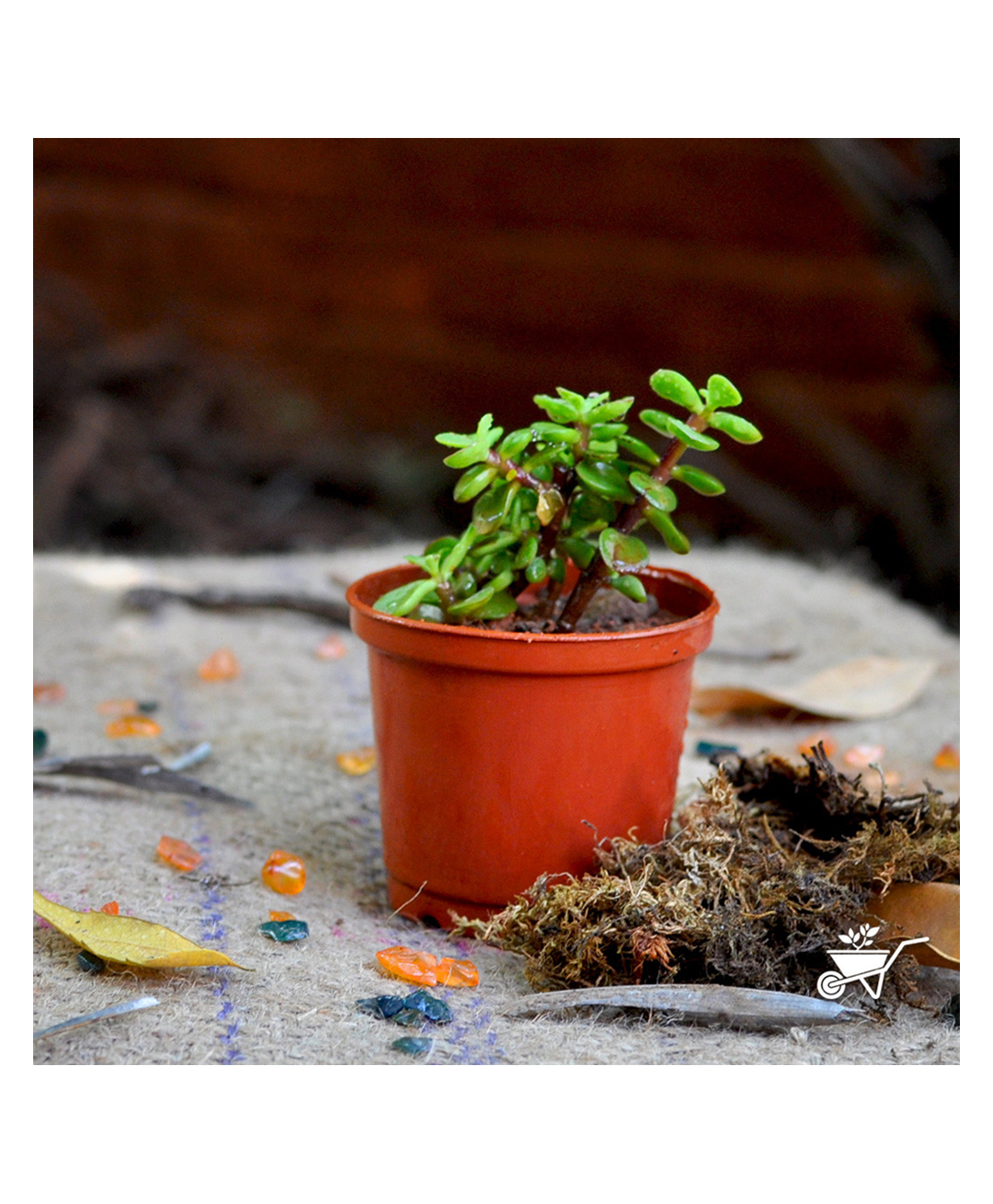myBageecha Dwarf Jade Portulacaria Afra Succulent Plant-picture-11