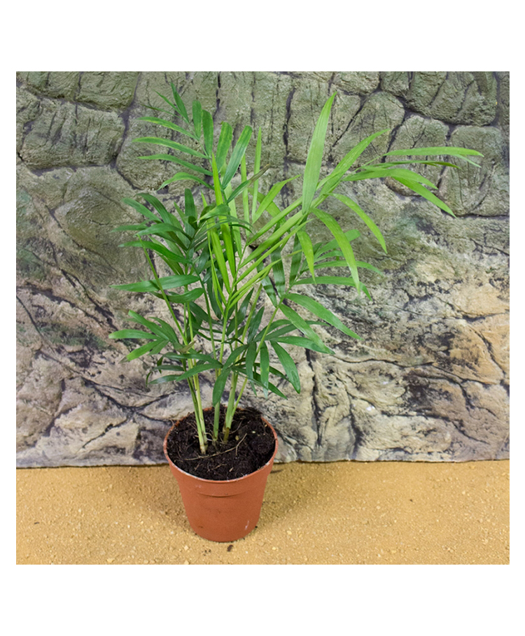 myBageecha Parlor Palm Plant-picture-14