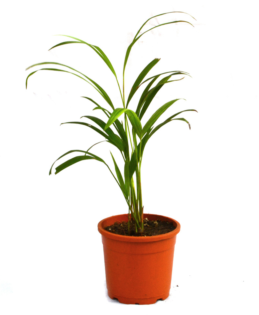 myBageecha Areca Palm-image-17