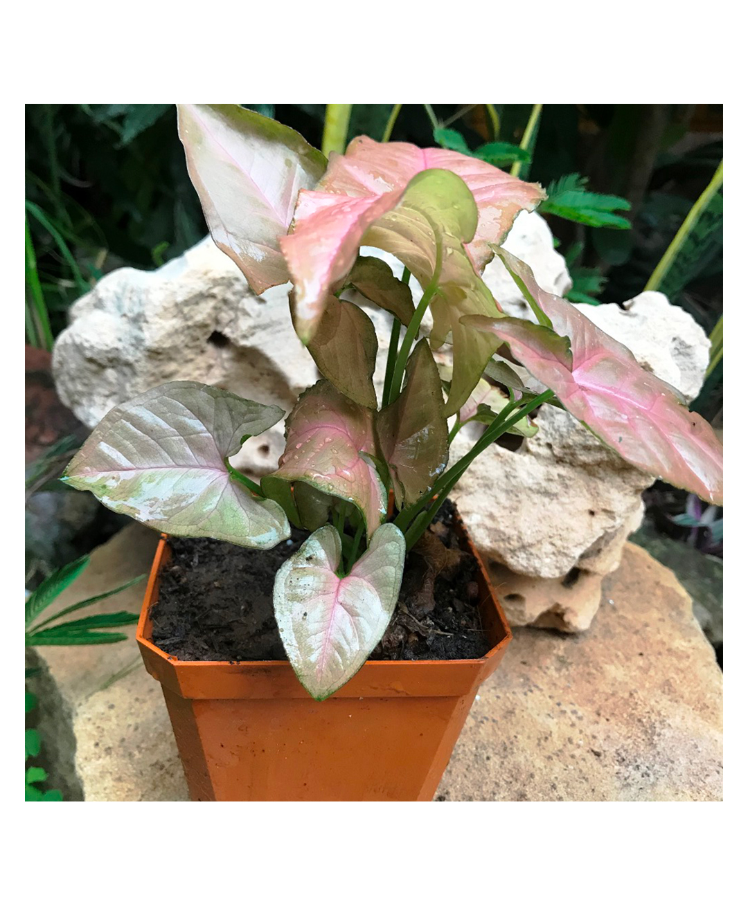 myBageecha Syngonium Pink Allusion Plant-image-18