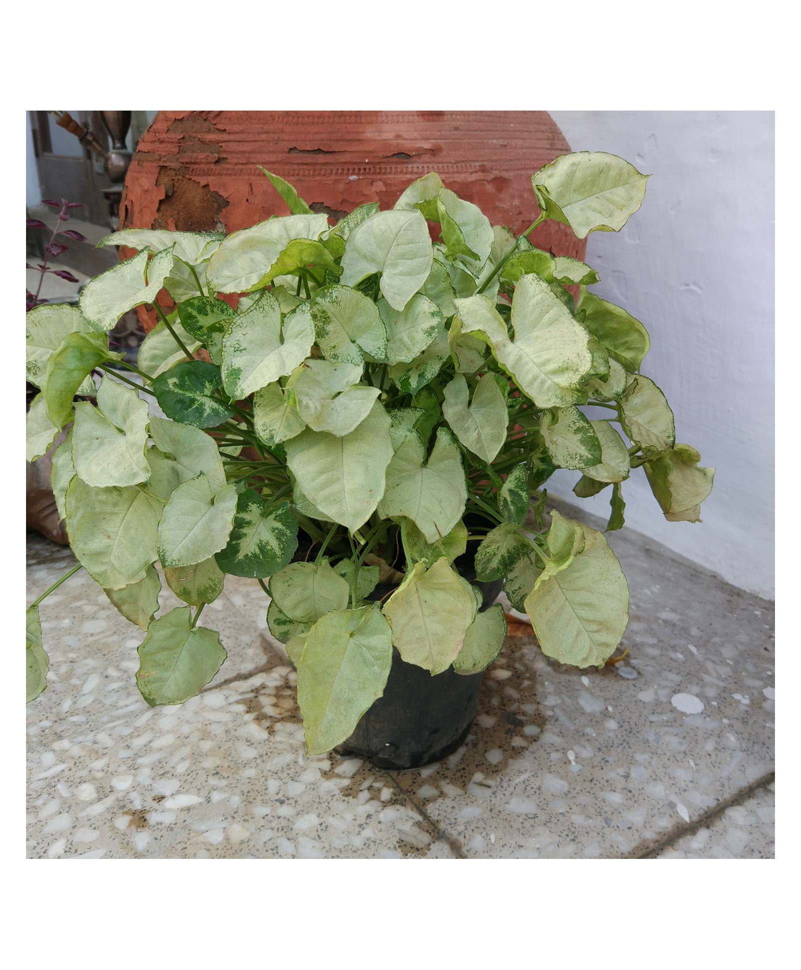 myBageecha Syngonium White Butterfly Plant-picture-29
