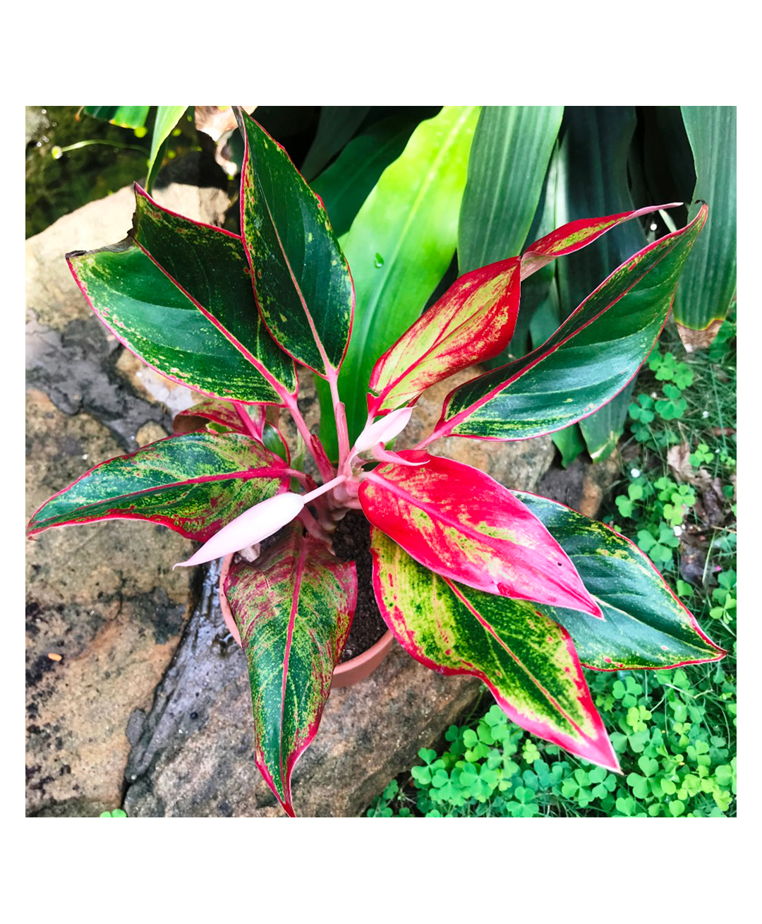 myBageecha Aglaonema Lipstick Plant-image-8
