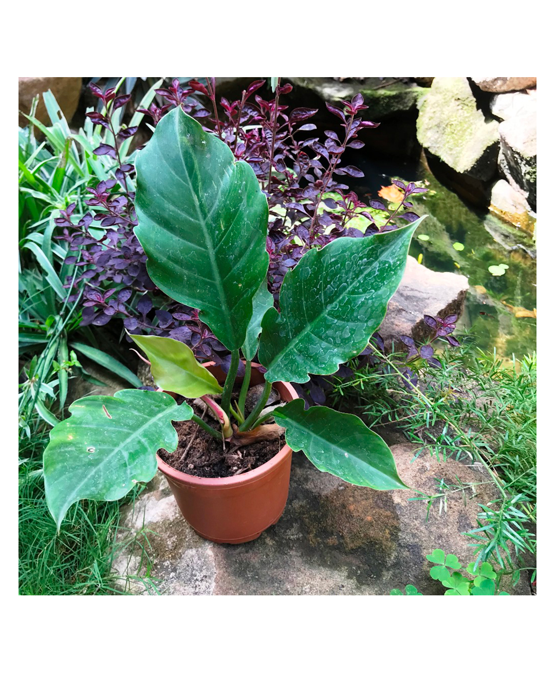 myBageecha Philodendron Pluto Plant-picture-21