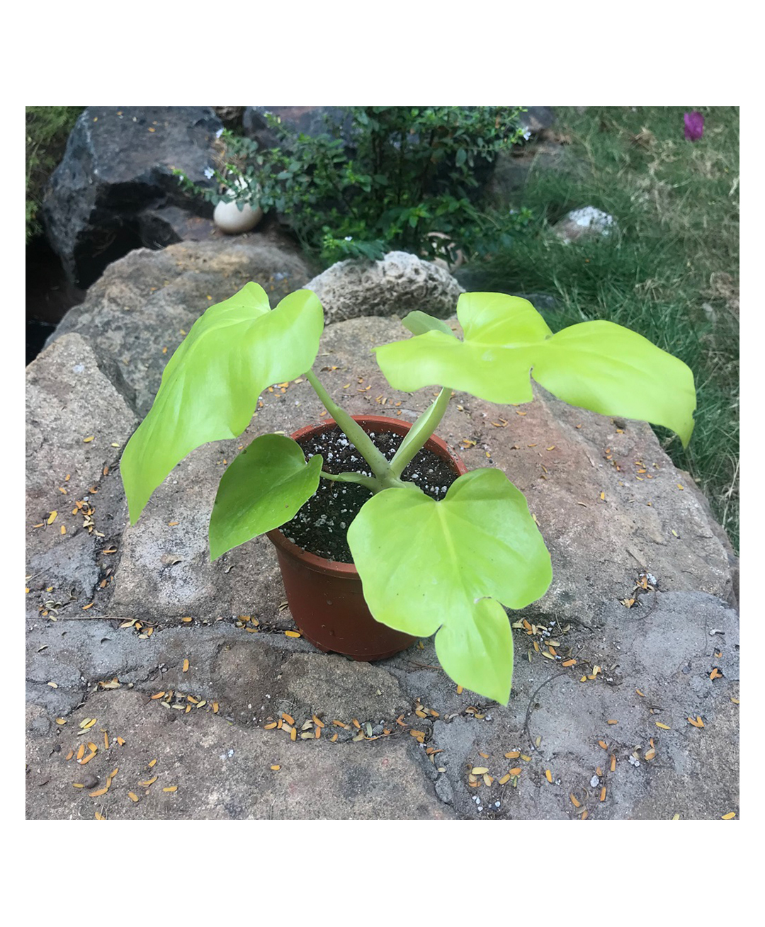 myBageecha Philodendron Lemon Lime Plant-image-19