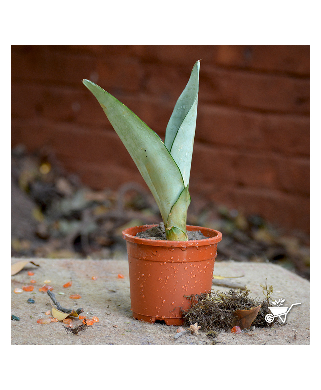 myBageecha Sansevieria Moonshine Plant-image-6