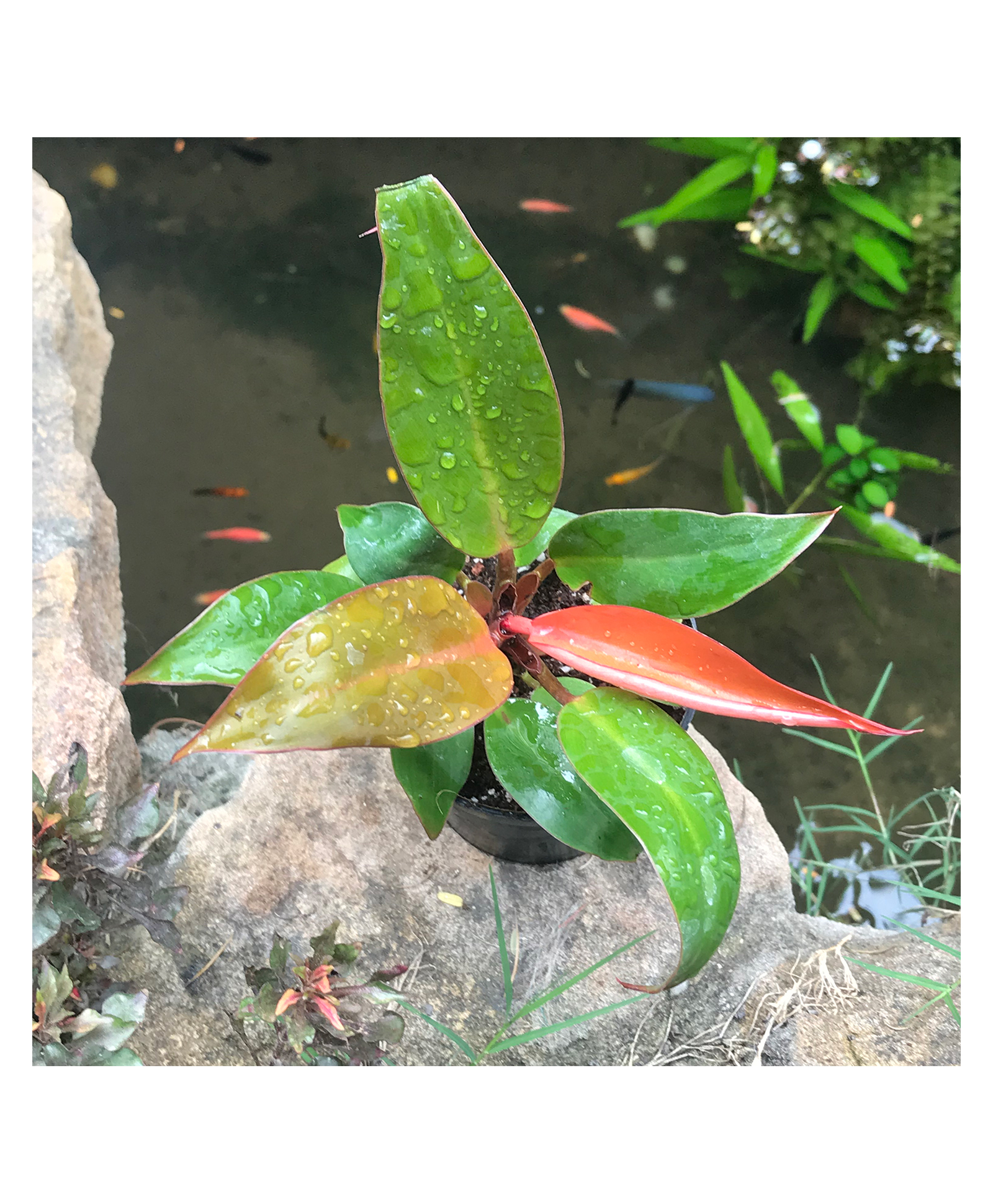 myBageecha Philodendron Prince of Orange Plant-picture-16