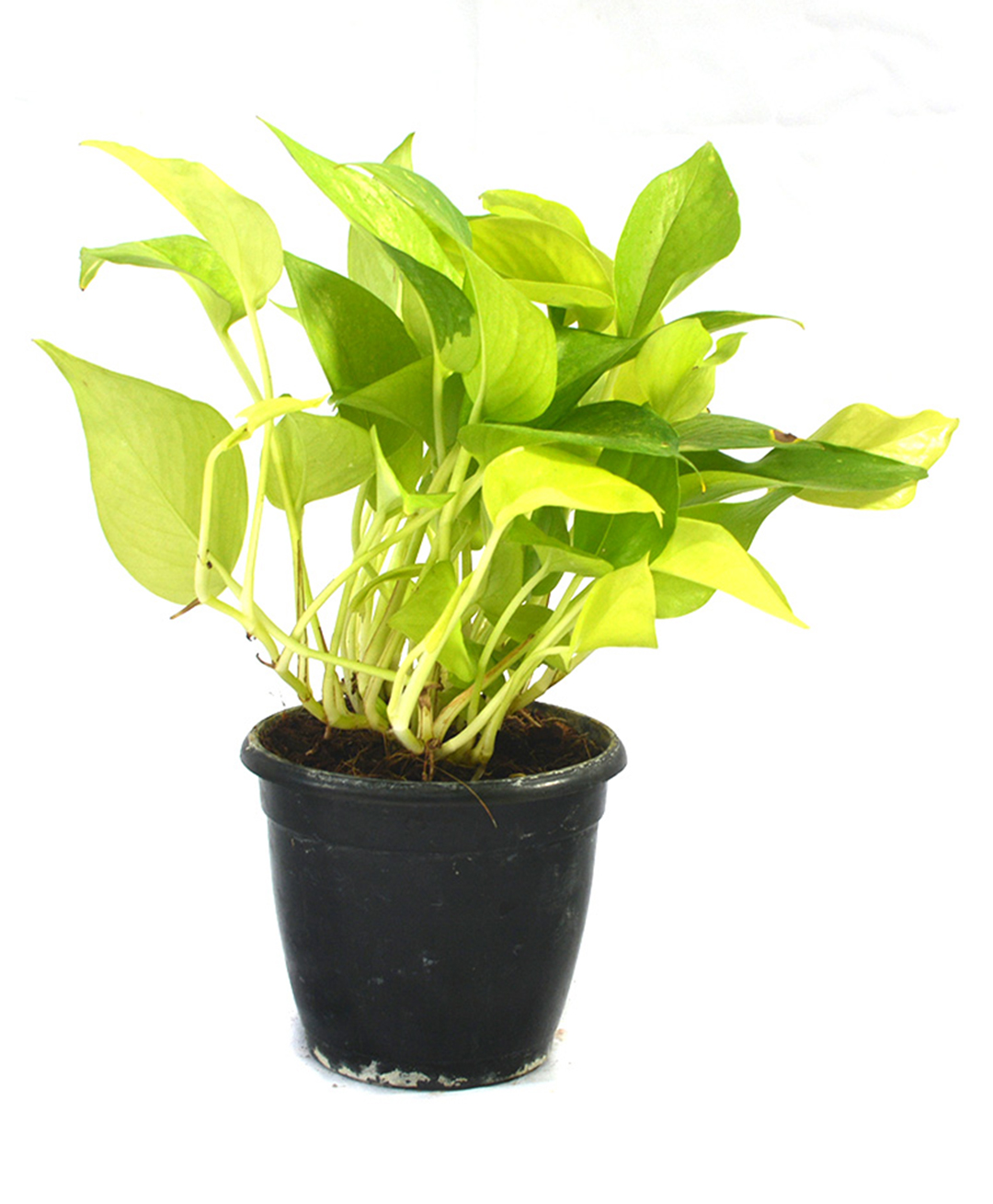 myBageecha Pothos Neon Money Plant-image-7