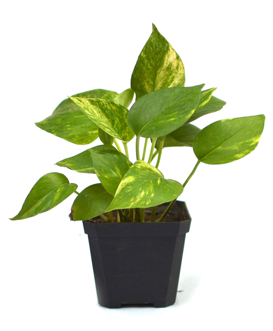myBageecha Pothos Golden Money Plant-image-5