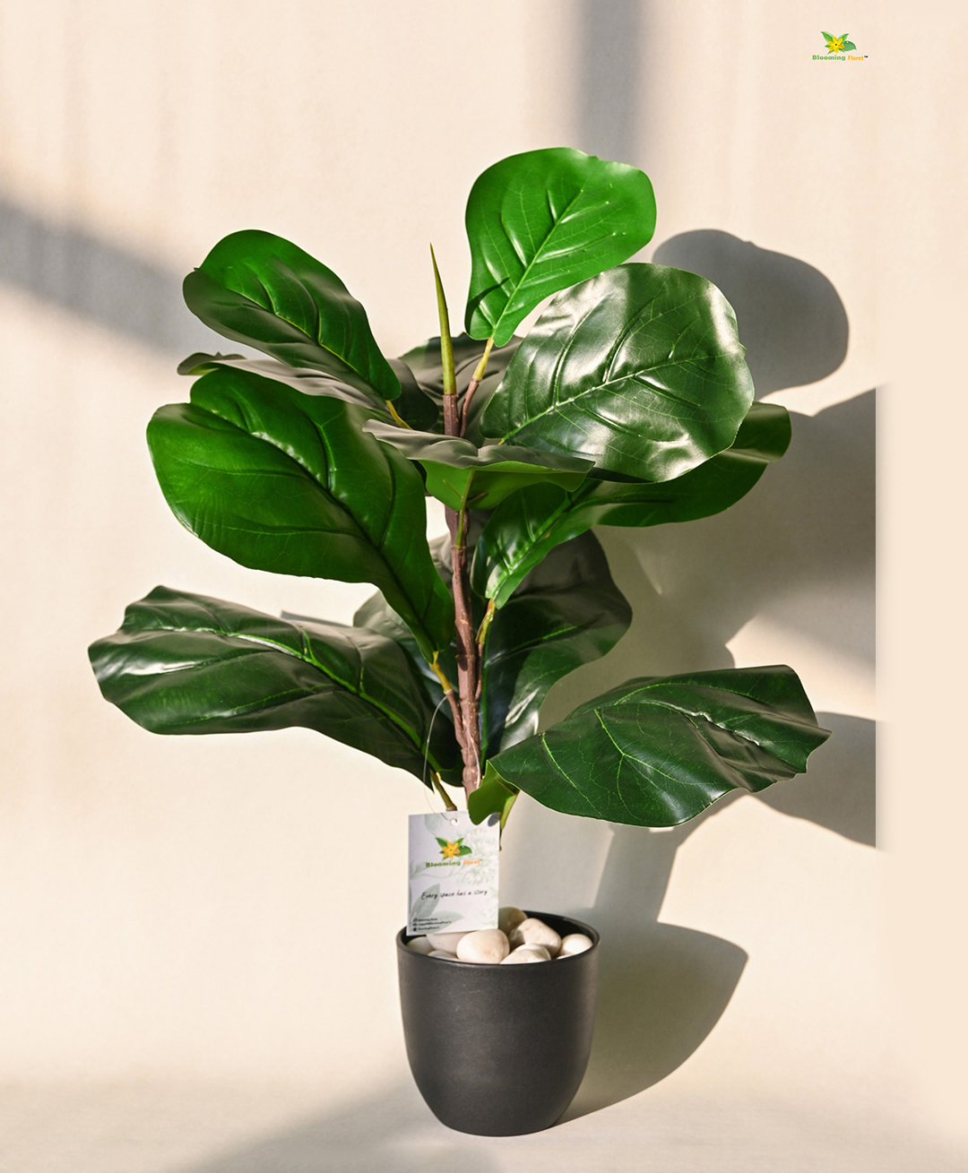 Blooming Floret Artificial Fiddle-Leaf Fig Plant | Ornamental Plant for Interior Decor/Home Decor/Office Decor | 11 Leaves | with Basic Black Pot | 58.4 cm Short Indoor Tropical Plant | Durable-picture-14