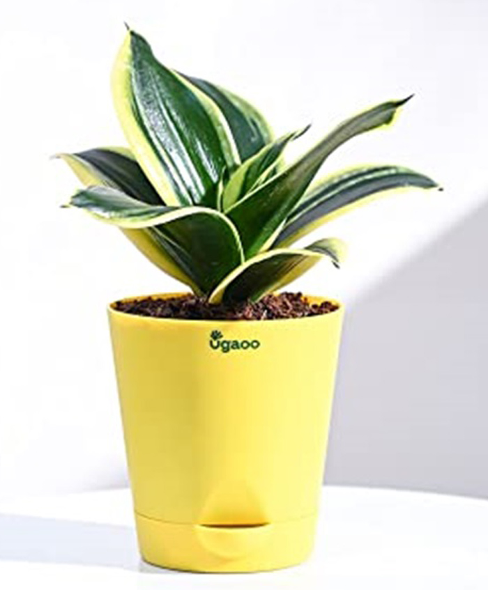 Ugaoo Sansevieria Golden Hahnii Snake Live Indoor Plant with Ivory Self Watering Pot