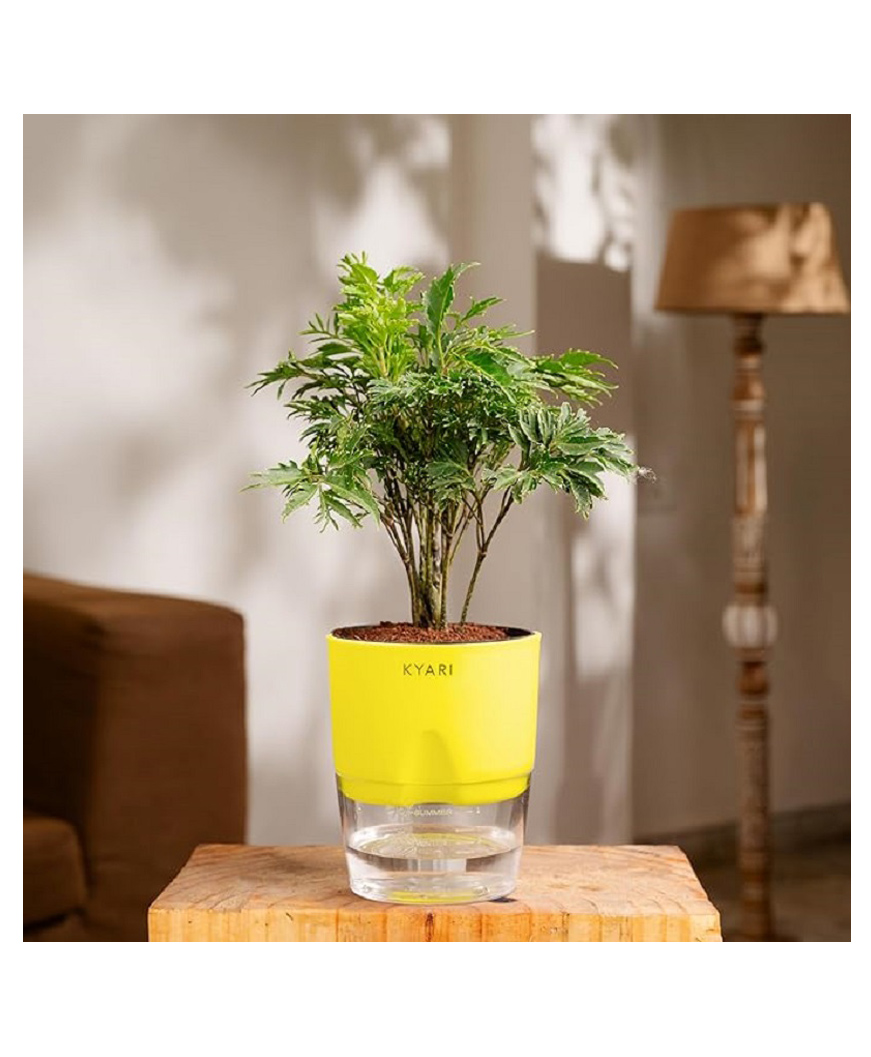 KYARI Aralia Green Indoor Plants for Living Room - Live Plants Plants with Green Pot