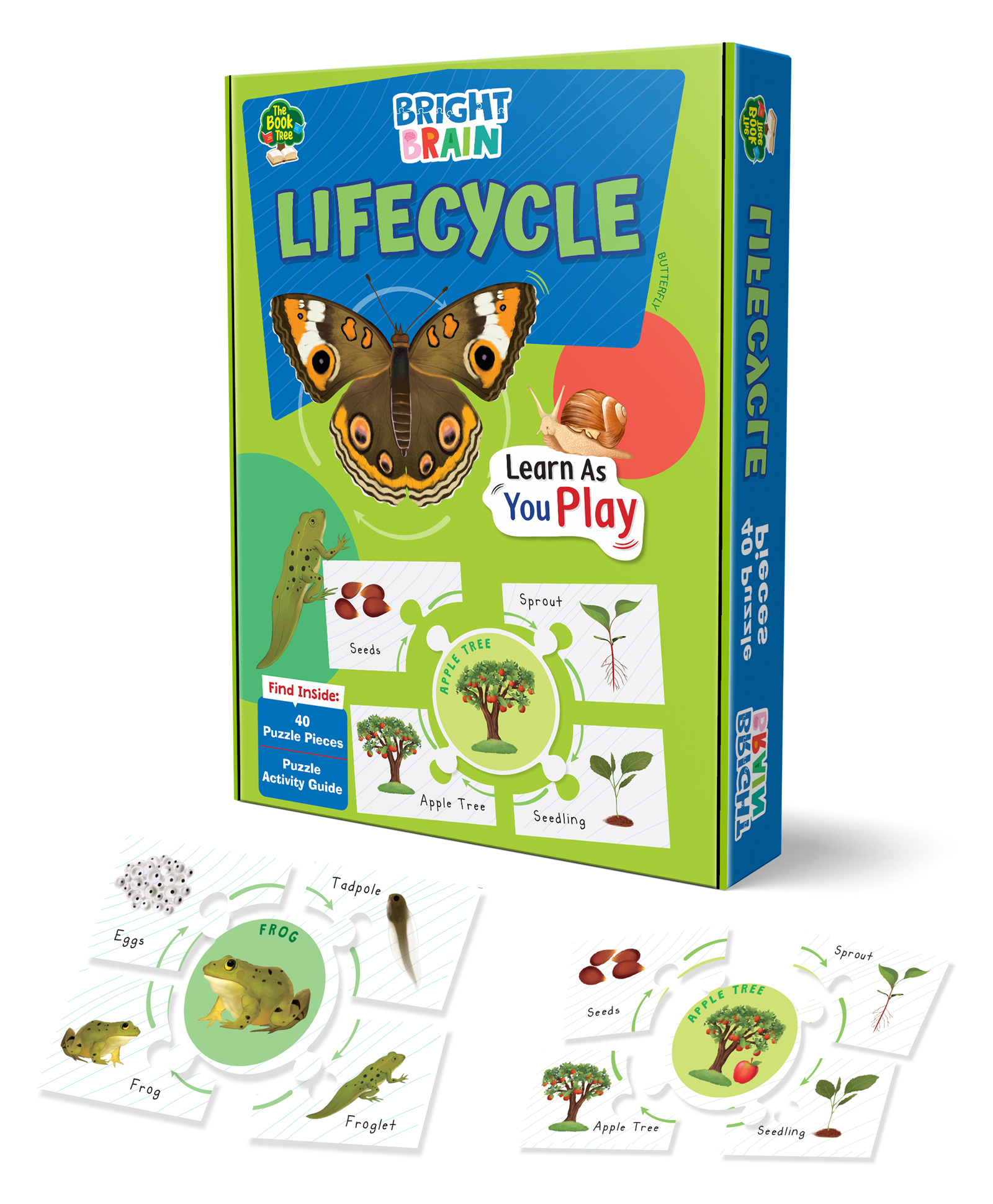 Majestic Book CLUB Bright Brain Lifecycle Puzzle - Explore & Understand Lifecycles with 40 Puzzle PiecesPerfect for Kids Age 3+ - Gift Box by Majestic Book Club-picture-23