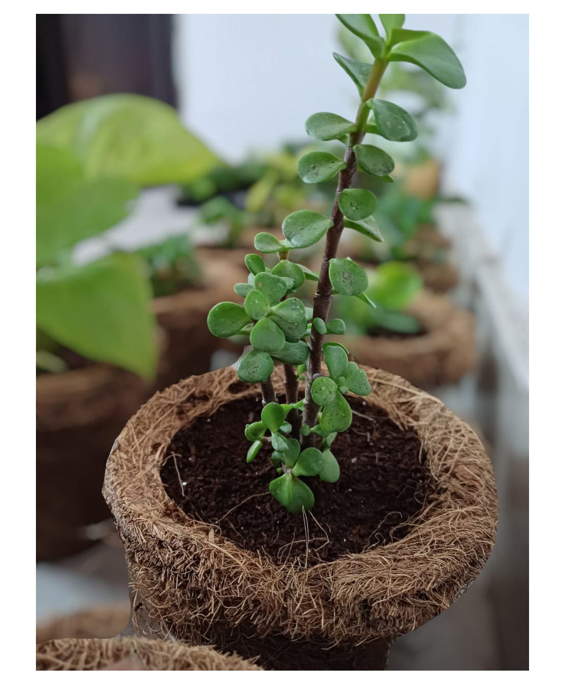 ilearnngrow ilearngrow DIY Garderning Kit-picture-30