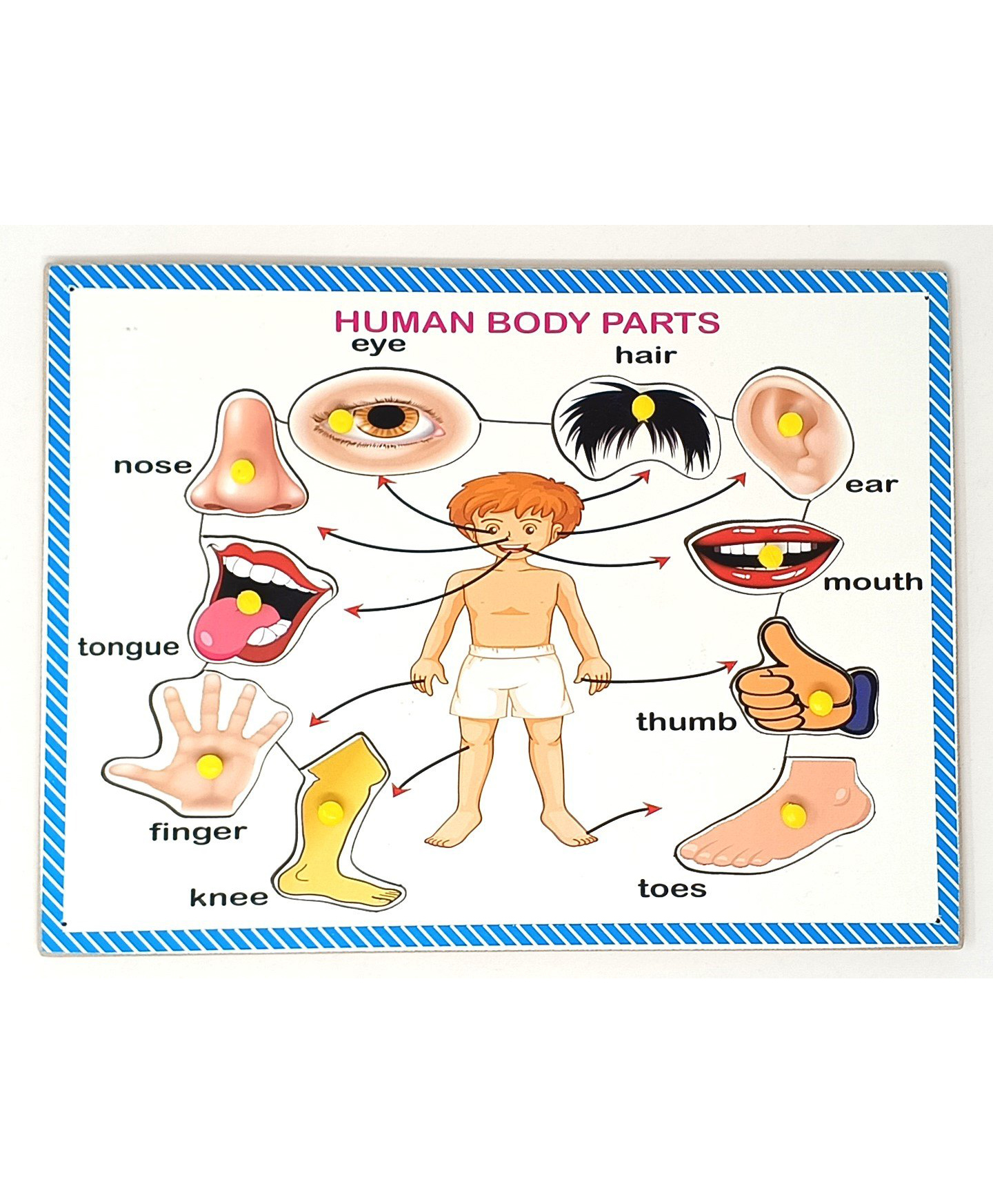 A&A Kreative Box Wooden Puzzle -Human Body Parts- 10 Pc-image-42
