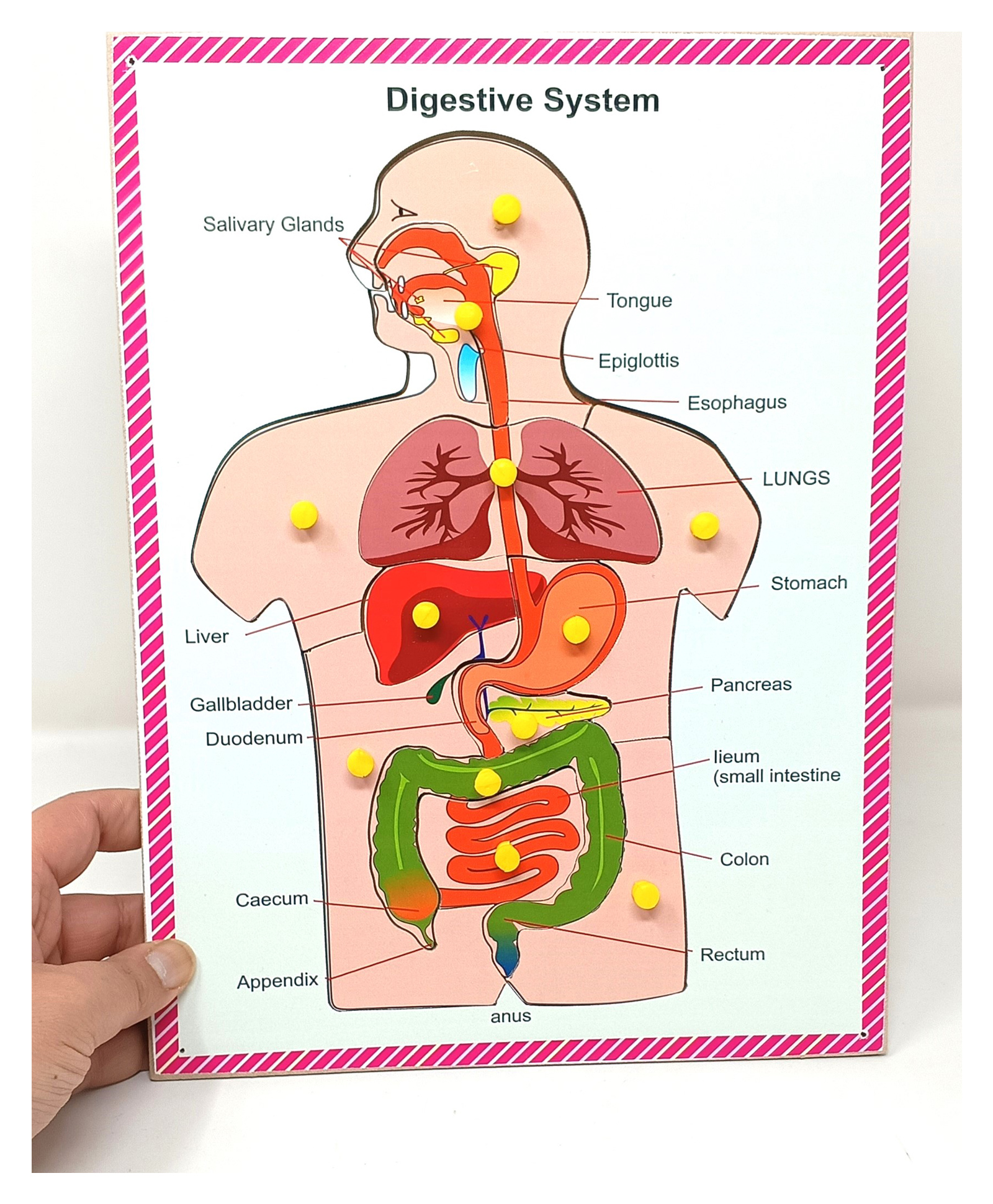 A&A Kreative Box Wooden Digestive System Puzzle-12 Pc-image-20