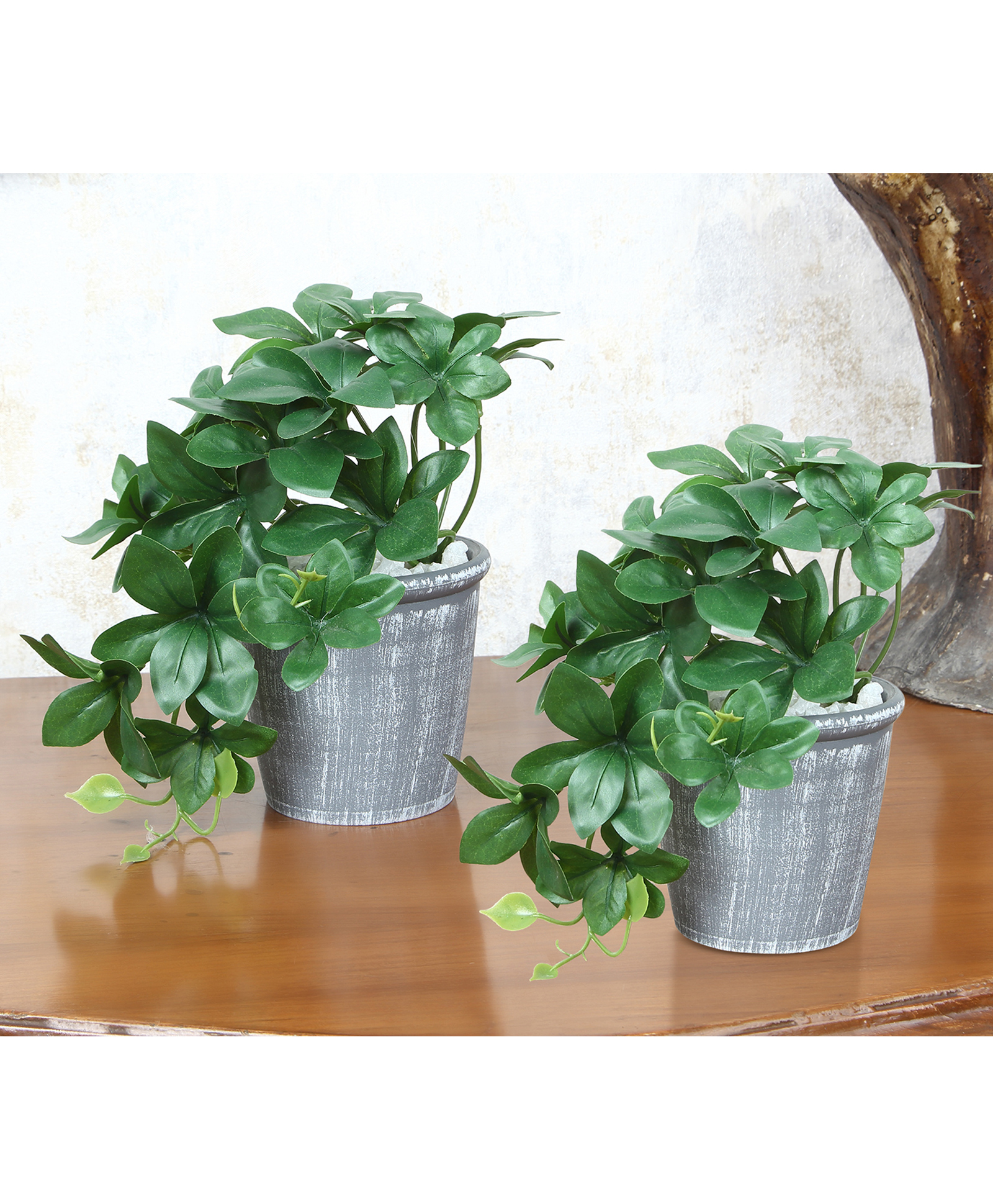 Foliyaj Set Of 2 Artificial Schefflera Plants In Grey Pots Embedded With White Stones (Set Of 2)-picture-11