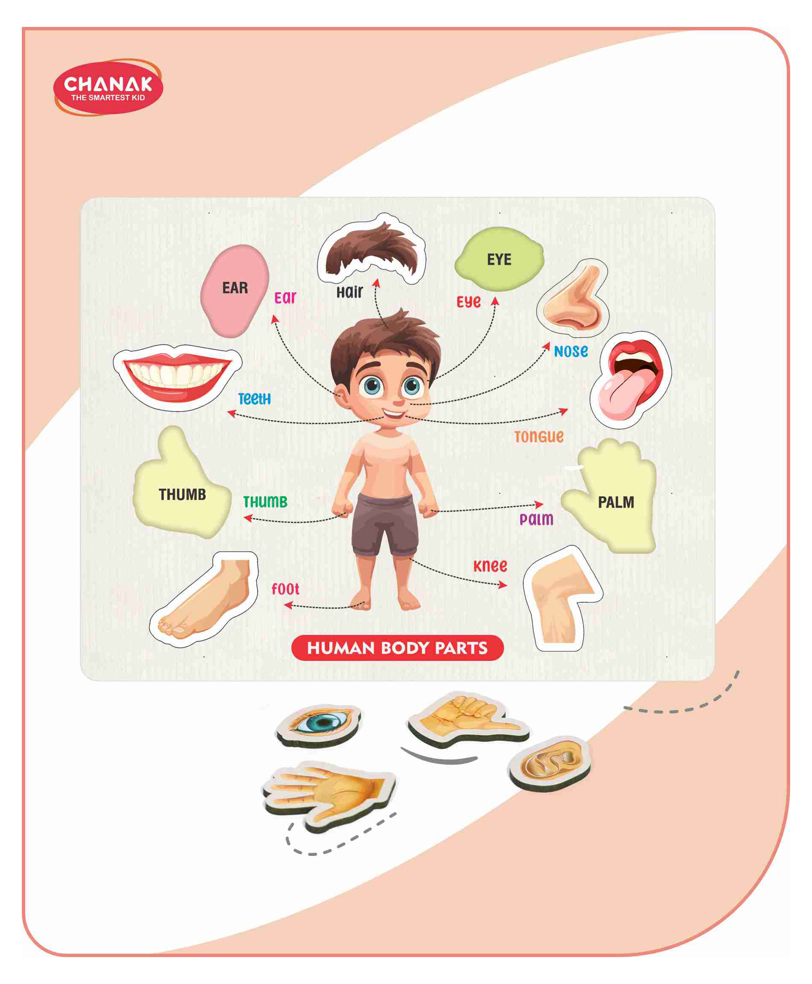 Aditi Toys Wooden Human Body Parts Puzzle With Picture Educational 10 Piece Anatomy Board for Kids Montessori Learning Puzzle for Toddlers & Preschoolers Nursery and Kindergarten - White-image-48