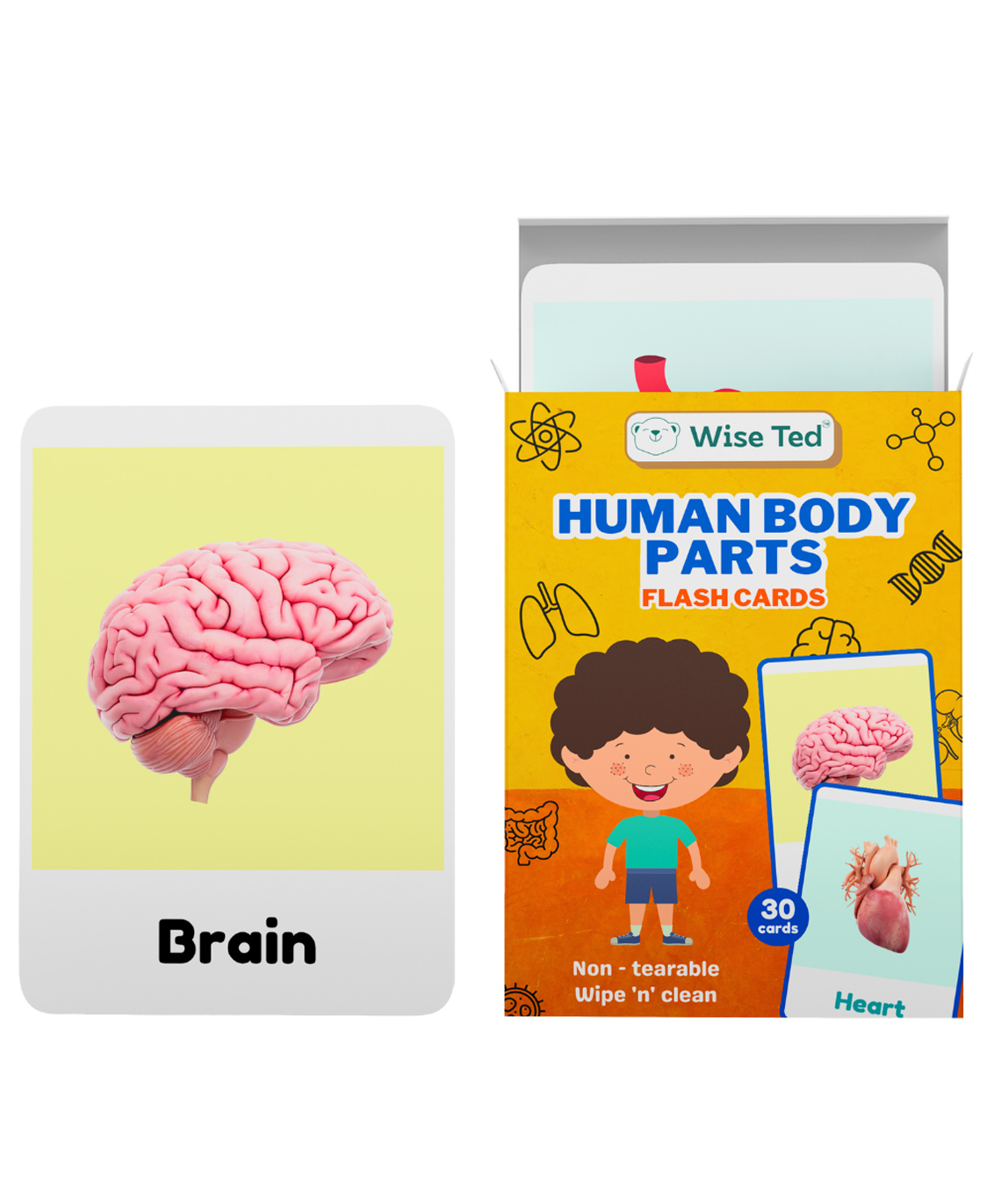 WiseTed Human Body Flash Cards - 30 cards-picture-19