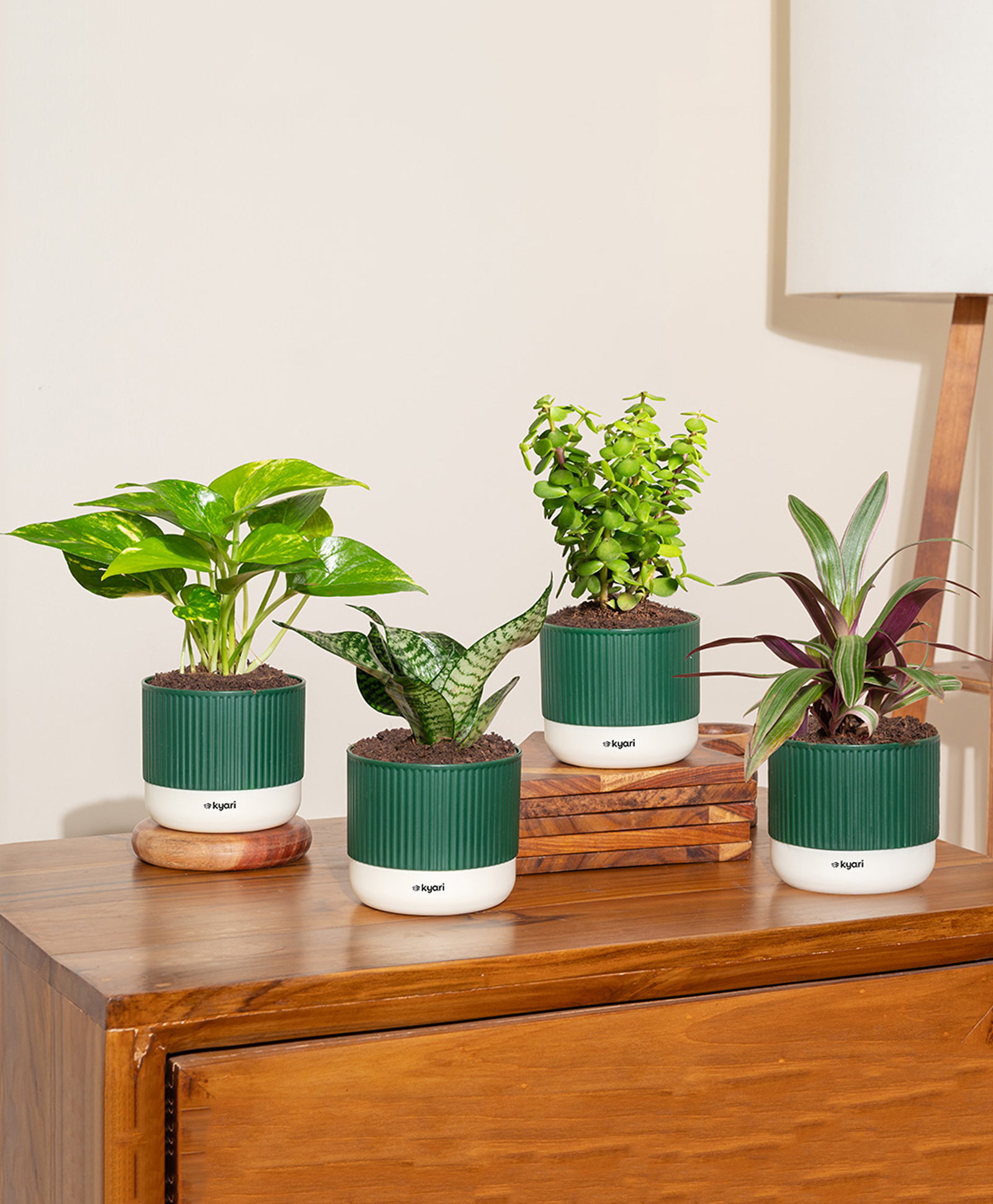 Kyari Combo Jade, Green Snake, Money Variegated, Rhoeo