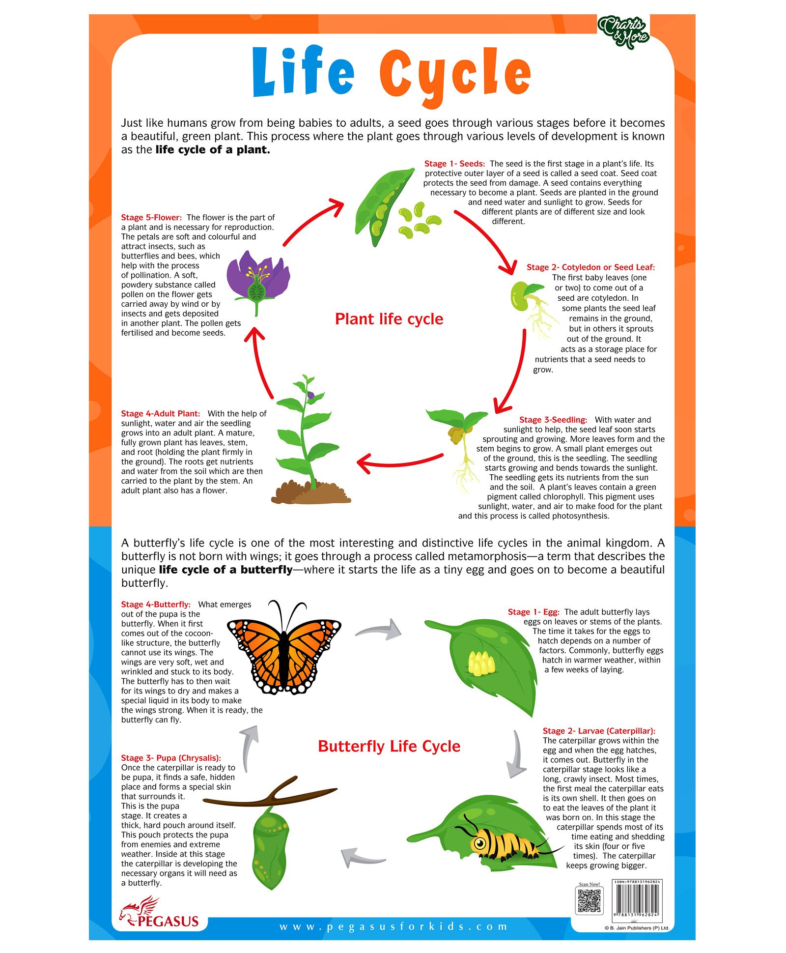 Pegasus Plant & Butterfly Life Cycle Thick Laminated Chart - English-picture-18