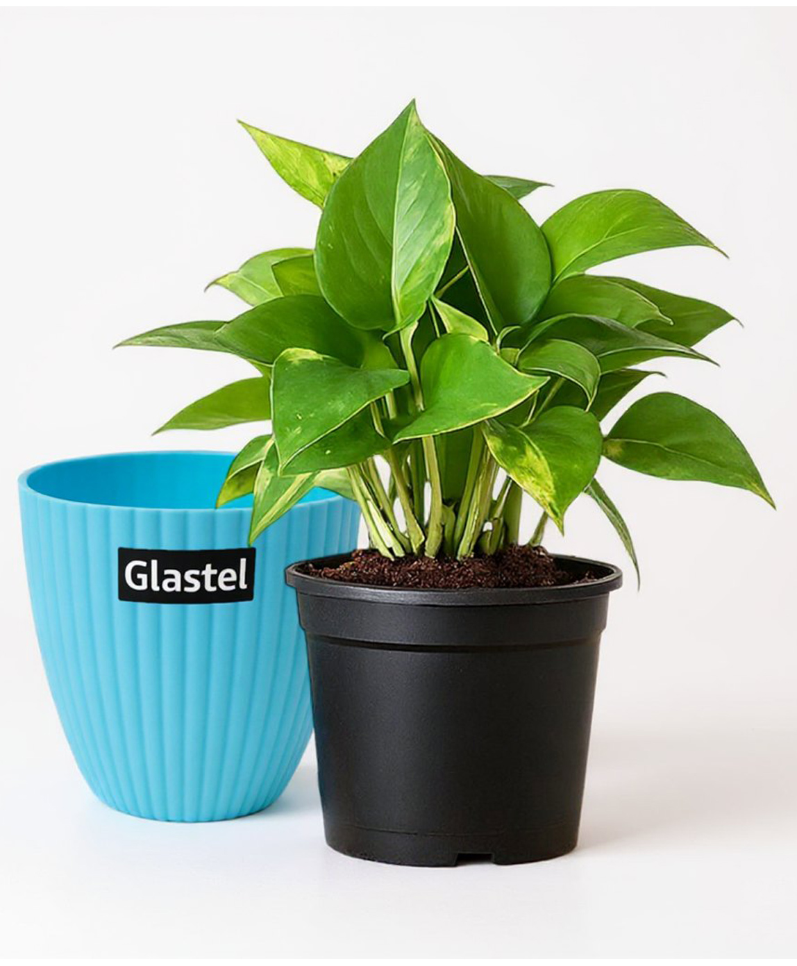 Glastel Good Luck Money Plant Live Indoor Plant For Home and Garden with additional pot-picture-23