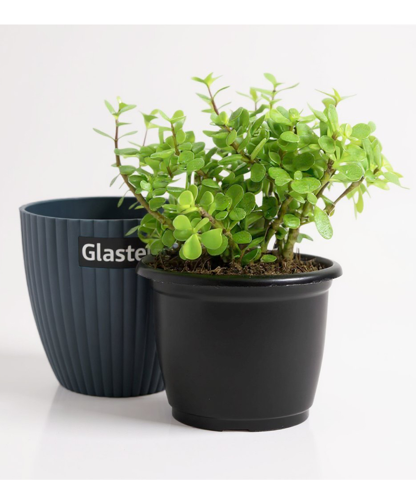 Glastel Jade Plant Live Indoor Plant For Home and Garden with additional pot-picture-24