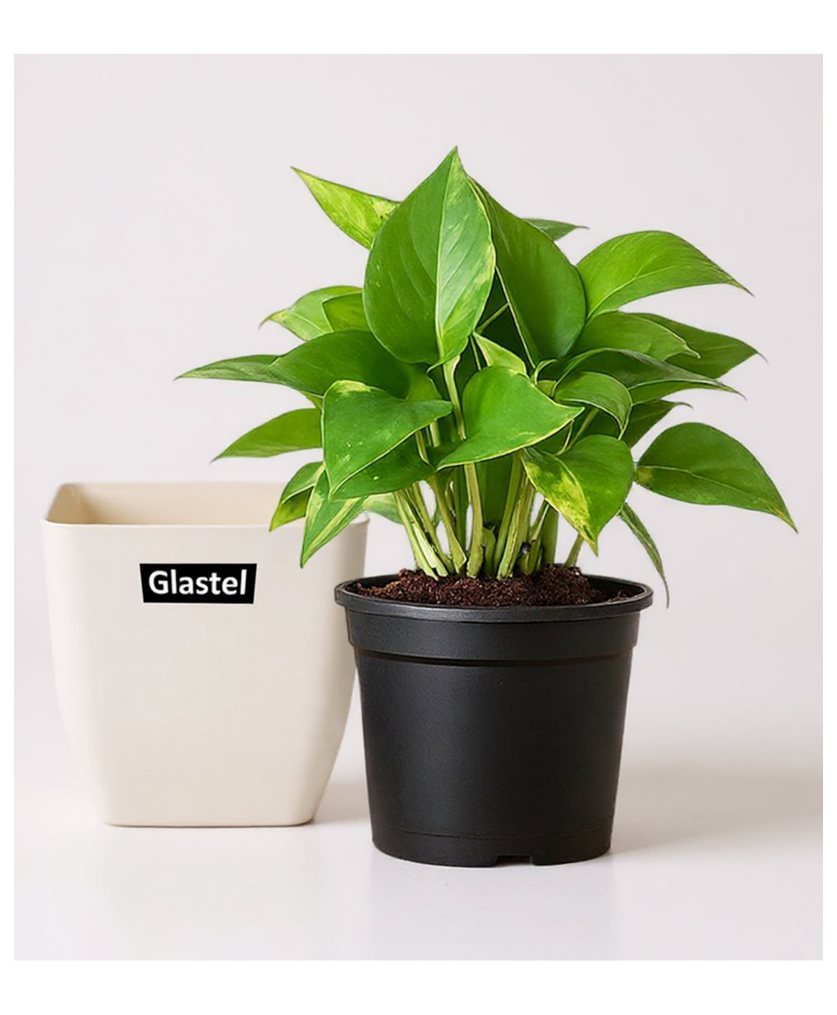 Glastel Good Luck Money Plant Live Indoor Plant For Home and Garden with additional Decore pot-picture-19