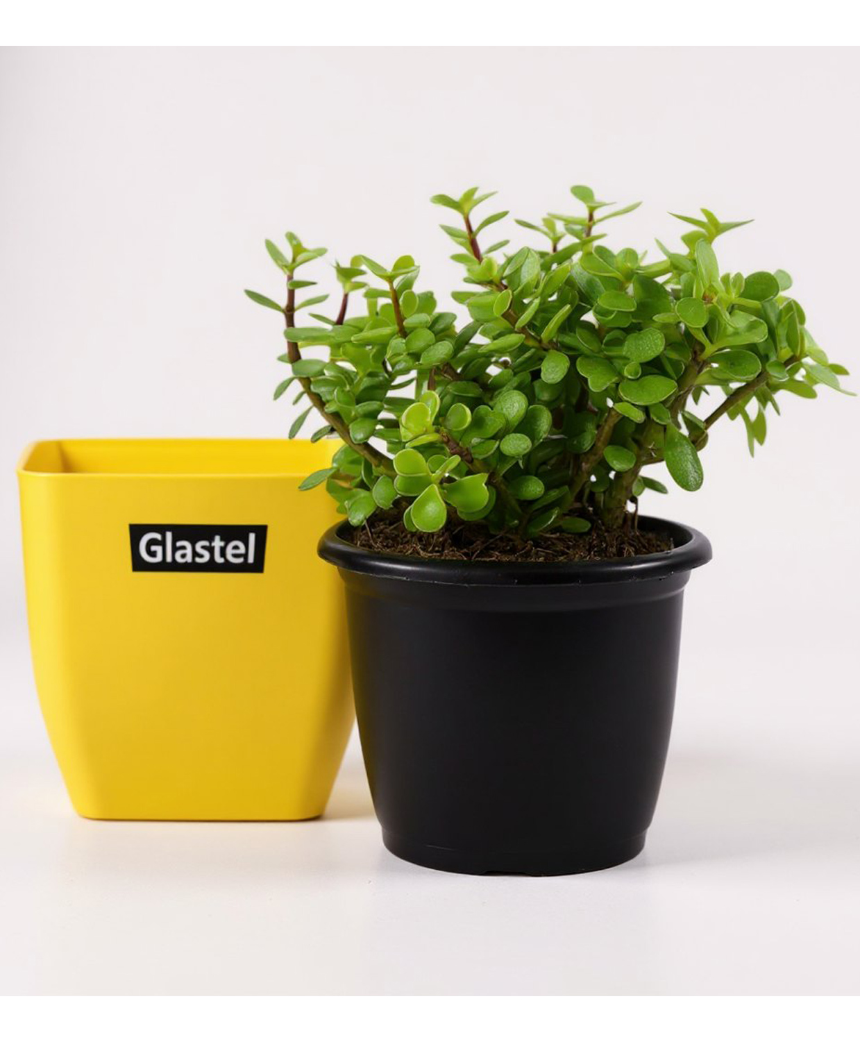 Glastel Jade Plant Live Indoor Plant For Home and Garden with additional Decore pot-picture-15