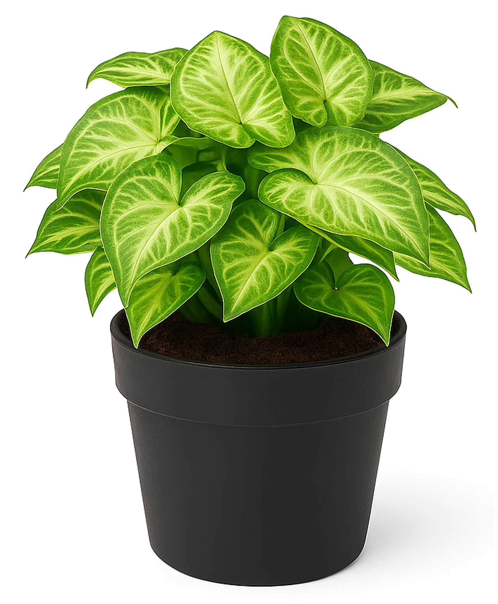 Glastel Syngonium pink stick Plant Live Indoor Plant For Home room dining and Garden-image-1