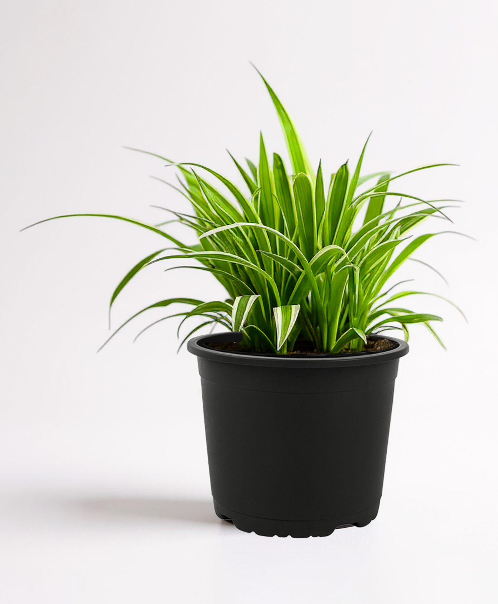 Glastel Spider Plant Live Indoor Plant For Home room dining and Garden-image-34