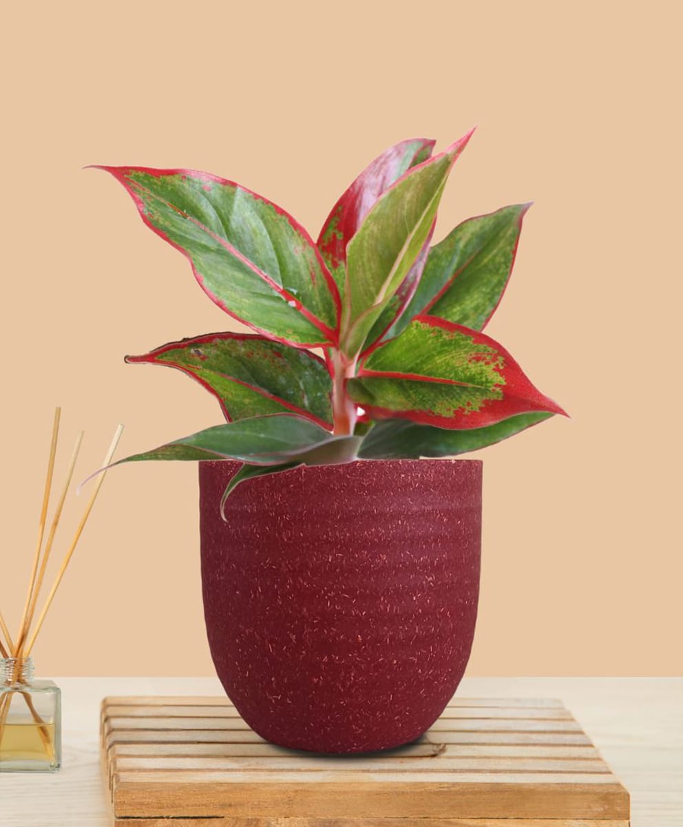 Greenkin Aglaonema Red Lipstick Live Plant in Red Decor Pot-image-41