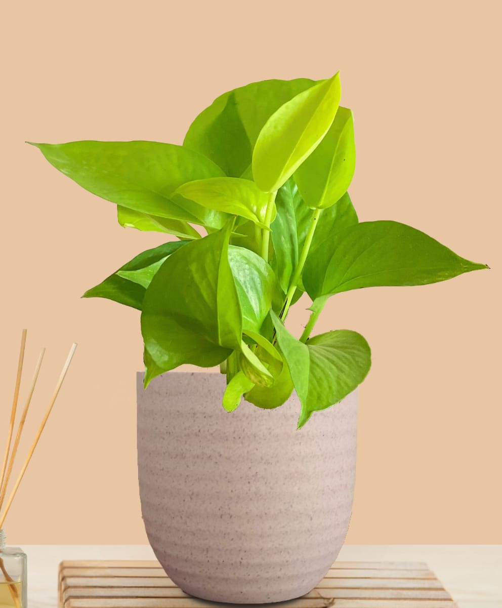 Greenkin Golden Money Plant in Cream Decor Pot-picture-25
