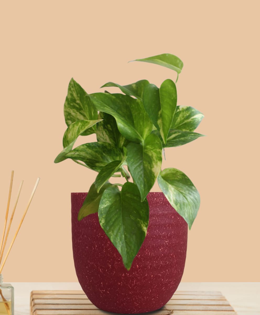 Greenkin Gold King Money Plant in Red Decor Pot-image-40