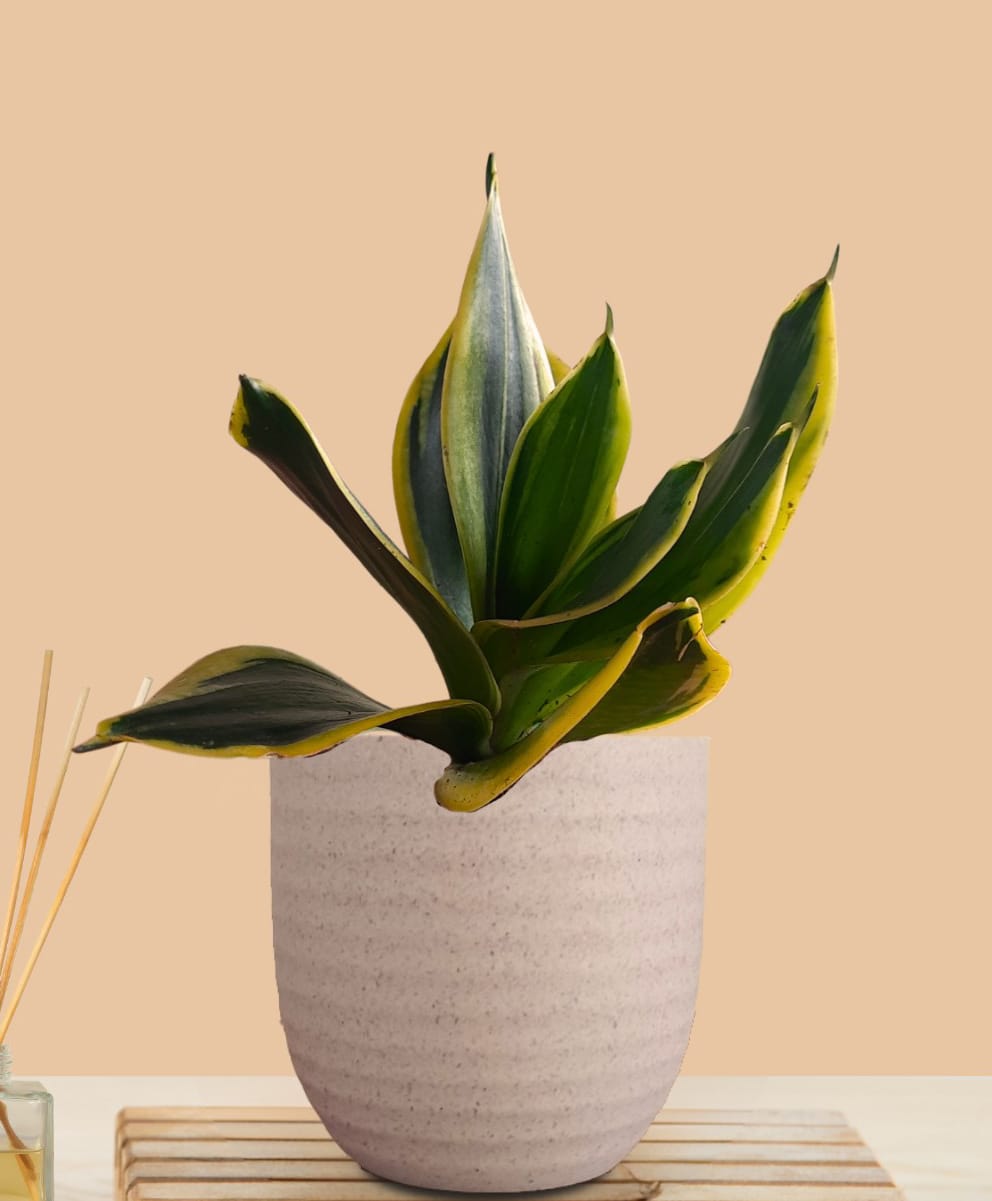 Greenkin Snake Plant in Cream Decor Pot-picture-12
