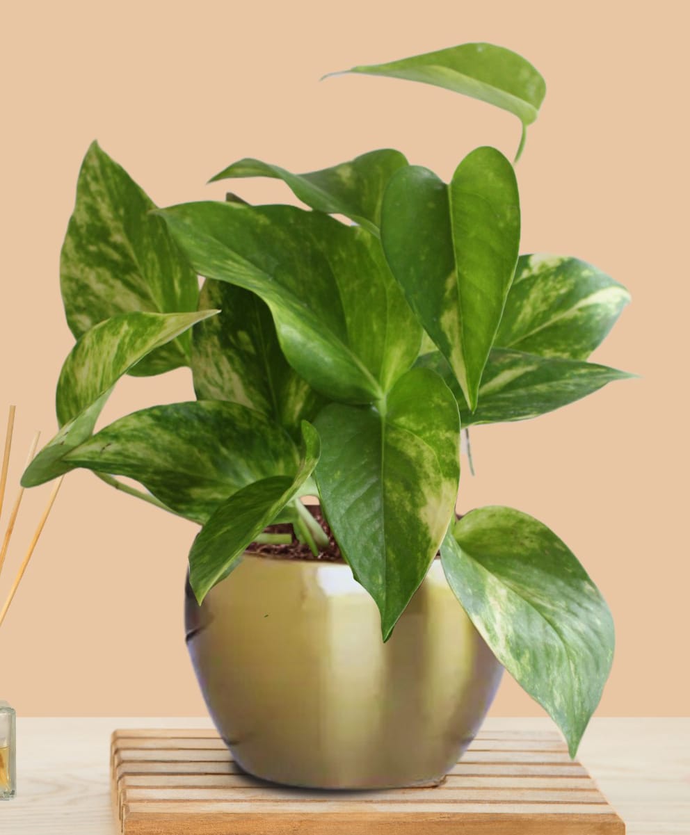 Greenkin Gold King Money Plant in Golden Metal Pot-picture-28
